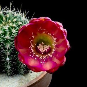 Meet your Posher, Karla